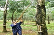 Công ty TNHH MTV cao su Bà Rịa : 100% diện tích tái canh, trồng mới đang phát triển tốt